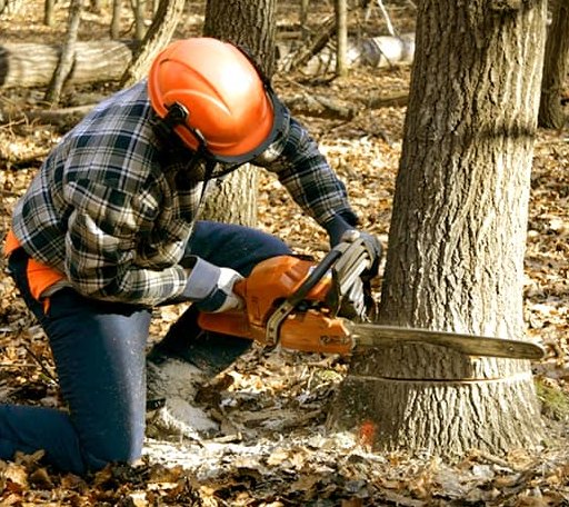 Tree Removal in Mount Pleasant, TN